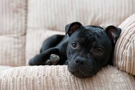 The staffordshire bull terrier was developed in the region of staffordshire, england, in the nineteenth century from crosses between bulldogs and various local. Staffordshire Bull Terrier Dog Breed Everything About Staffies