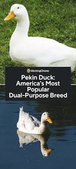 We believe in helping you find the product that is right for you. 130 Raising Ducks Ideas Raising Ducks Backyard Ducks Duck Coop