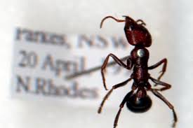 blue ant the australian museum