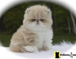 Ukpets found the following persian for sale in the uk. Gallery For Persian Munchkin Cats Munchkin Cat Cats Kittens And Puppies