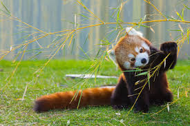 red panda the spot