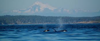 Apart from the aptain it was my first time watching orcas in the wild. Whale Watching San Juan Islands San Juan Safaris