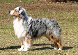Find local australian shepherd dog puppies for sale and dogs for adoption near you. Australian Shepherd Breeds