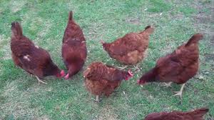 Image result for red chicks and hens