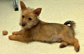 After deciding on the breed you want, get a breed book and read. Australian Terrier Puppy Brown Color Australian Terrier Australian Terrier Puppies Australian Silky Terrier