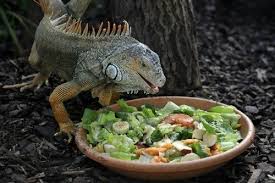 What Does An Iguana Eat Best Food And Diet To Provide To