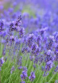Stunning Purple Perennials Add A