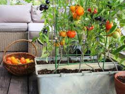 Deck Vegetable Garden Ideas Growing