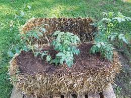 straw bale gardening home garden