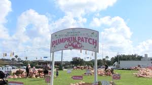 brproud pop up pink pumpkin patch at