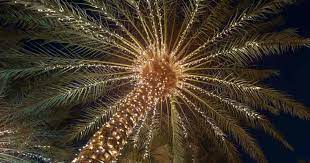 lighting palm trees illuminate palms
