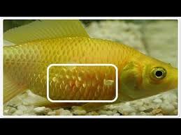 Aquarium Fish Disease Troubleshooting Prevention