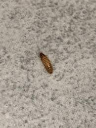 how to prevent carpet beetle larvae
