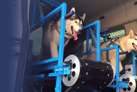 a dog treadmill or dog slatmill