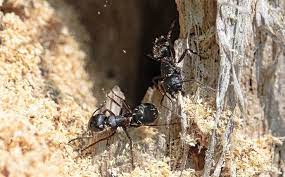 bay area property has carpenter ants