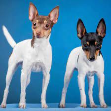 information on toy fox terrier puppies