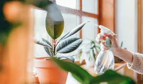 Keeping Indoor Plants Pest Free