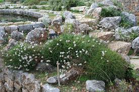 Armeria soleirolii - Jardi Botanic de Soller | Armeria solei… | Flickr
