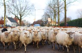 Kudde schapen op weg naar sappige Helvoirtse weilanden | Foto | AD.nl