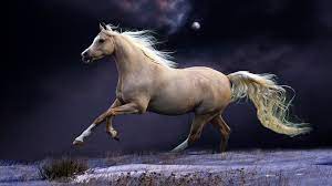 horse running photo hd wallpapers