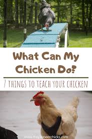 Your chickens will be inspired to work for their breakfast if you train them early in the morning (before they receive their bowl of scratch or forage in the yard all day). 7 Things To Train Chickens To Do The Pioneer Chicks