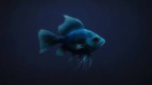 58 fish live wallpapers animated
