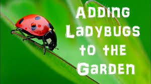adding ladybugs to the garden you