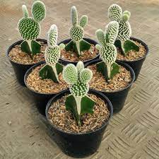 The latest news in your inbox. Kaktus Telinga Kelinci Opuntia Microdasys Berasal Dari Meksiko Kaktus Telinga Kelinci Atau Yang Sering Disebut Bunny Ears Cactu Plants Cactus Plants Cactus