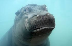 Cinq infos énormes sur les hippopotames
