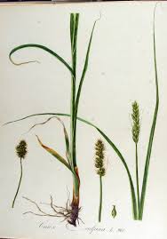 File:Carex vulpina — Flora Batava — Volume v13.jpg - Wikimedia ...