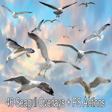 46 Seagull Overlays For Photo