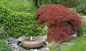 A Guide To Japanese Maple Trees Glen
