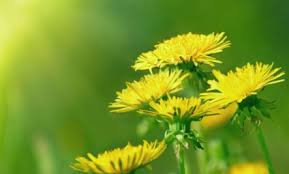 Image result for dandelion