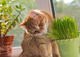 does catnip make cats high petmd