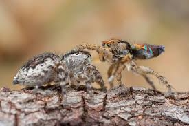 One of seven newly described peacock spiders, maratus azureus, from the southwestern region of the state of western australia, was named for the deep blue color on its flashy. Male Peacock Spiders Pat The Female Spider On The Head Once He Has Convinced Her To Mate With Him By Dancing His Special Peacock Spider Dance Awwducational