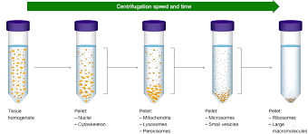 western blotting sle preparation