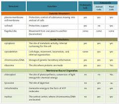 Summary Of Chart Outside Structures Prokaryotic And All
