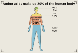 what are amino acids amino acids