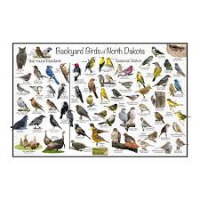 backyard birds of north dakota bird