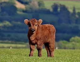 mini highland cow the ultimate guide