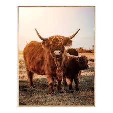 Ty Pennington Framed Calf Highland Cow