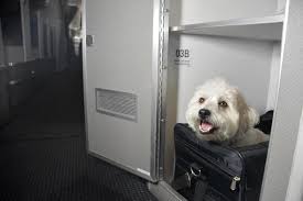 25 breeds now banned by united airlines