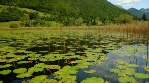 In valle di Ledro alla scoperta del biotopo del lago d'Ampola - TrentinoWow