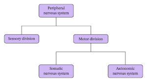 Division of human nervous system (with diagram) human nervous system is mainly divided into 3 divisions, which are as follows: Lesson Worksheet Organization Of The Nervous System Nagwa