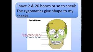 Get more information about this question how many bones in the head and find other details on it. Head Bones Song Youtube