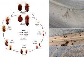 how to prevent bed bugs bed bug