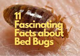 11 little known facts about bed bugs