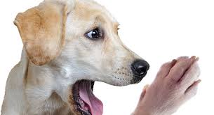 dog chewing paws why dogs chew their
