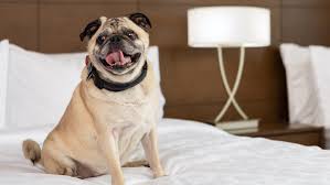 10 best pet friendly resorts and hotels