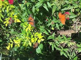 The Maui Butterfly Farm - All You Need ...